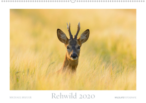 Rehwild 2020 (Wandkalender 2020 DIN A2 quer) von Breuer,  Michael