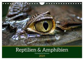 Reptilien & Amphibien Portraits (Wandkalender 2024 DIN A4 quer), CALVENDO Monatskalender von Vartzbed,  Klaus