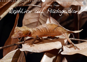 Reptilien auf Madagaskar (Wandkalender 2019 DIN A3 quer) von Trapp,  Benny