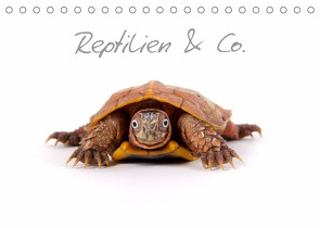 Reptilien & Co. (Tischkalender 2023 DIN A5 quer) von Moehlig,  Hans-Peter