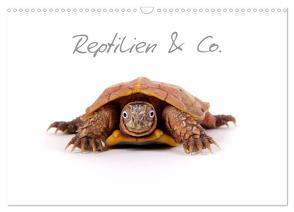 Reptilien & Co. (Wandkalender 2024 DIN A3 quer), CALVENDO Monatskalender von Moehlig,  Hans-Peter