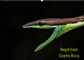 Reptilien Costa Rica (Wandkalender 2023 DIN A2 quer) von Dummermuth,  Stefan