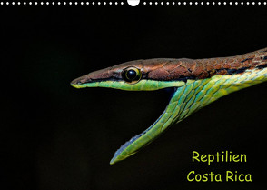 Reptilien Costa Rica (Wandkalender 2023 DIN A3 quer) von Dummermuth,  Stefan