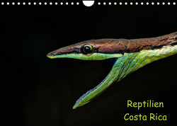 Reptilien Costa Rica (Wandkalender 2023 DIN A4 quer) von Dummermuth,  Stefan