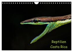 Reptilien Costa Rica (Wandkalender 2024 DIN A4 quer), CALVENDO Monatskalender von Dummermuth,  Stefan