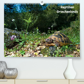 Reptilien Griechenlands (Premium, hochwertiger DIN A2 Wandkalender 2021, Kunstdruck in Hochglanz) von Dummermuth,  Stefan