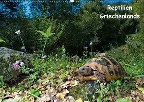 Reptilien Griechenlands (Wandkalender 2018 DIN A2 quer) von Dummermuth,  Stefan