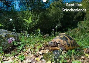 Reptilien Griechenlands (Wandkalender 2018 DIN A3 quer) von Dummermuth,  Stefan