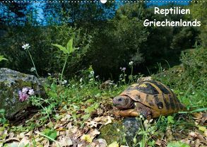 Reptilien Griechenlands (Wandkalender 2019 DIN A2 quer) von Dummermuth,  Stefan