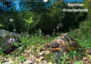 Reptilien Griechenlands (Wandkalender 2019 DIN A3 quer) von Dummermuth,  Stefan