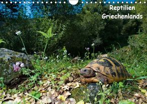 Reptilien Griechenlands (Wandkalender 2019 DIN A4 quer) von Dummermuth,  Stefan