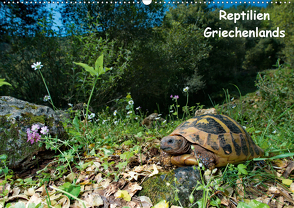 Reptilien Griechenlands (Wandkalender 2020 DIN A2 quer) von Dummermuth,  Stefan