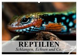 Reptilien Schlangen, Echsen und Co. (Wandkalender 2024 DIN A2 quer), CALVENDO Monatskalender von Stanzer,  Elisabeth