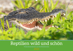 Reptilien wild und schön (Wandkalender 2023 DIN A2 quer) von Pohl,  Bruno