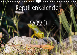 Reptilienkalender 2023 (Wandkalender 2023 DIN A4 quer) von Fotos, Zill,  Michael
