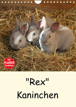 „Rex“ Kaninchen (Wandkalender 2023 DIN A4 hoch) von Bagunk,  Anja