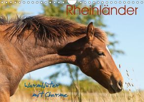 Rheinländer – Warmblüter mit Charme (Wandkalender 2019 DIN A4 quer) von Bölts,  Meike