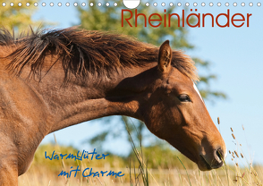 Rheinländer – Warmblüter mit Charme (Wandkalender 2021 DIN A4 quer) von Bölts,  Meike