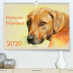 Rhodesian Ridgeback 2020 (Premium, hochwertiger DIN A2 Wandkalender 2020, Kunstdruck in Hochglanz) von Redecker,  Andrea