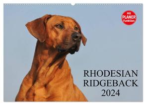 Rhodesian Ridgeback 2024 (Wandkalender 2024 DIN A2 quer), CALVENDO Monatskalender von Starick,  Sigrid