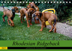 Rhodesian Ridgeback – afrikanische Löwenhunde (Tischkalender 2023 DIN A5 quer) von Behrens,  Dagmar