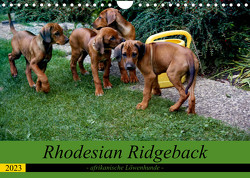 Rhodesian Ridgeback – afrikanische Löwenhunde (Wandkalender 2023 DIN A4 quer) von Behrens,  Dagmar