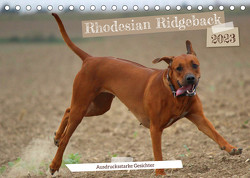 Rhodesian Ridgeback – Ausdrucksstarke Gesichter (Tischkalender 2023 DIN A5 quer) von Behrens,  Dagmar
