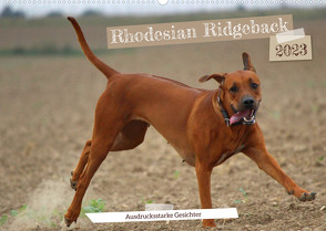 Rhodesian Ridgeback – Ausdrucksstarke Gesichter (Wandkalender 2023 DIN A2 quer) von Behrens,  Dagmar