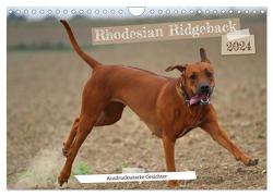 Rhodesian Ridgeback – Ausdrucksstarke Gesichter (Wandkalender 2024 DIN A4 quer), CALVENDO Monatskalender von Behrens,  Dagmar