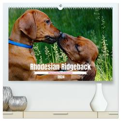 Rhodesian Ridgeback, Charmante Herzensbrecher (hochwertiger Premium Wandkalender 2024 DIN A2 quer), Kunstdruck in Hochglanz von Behrens,  Dagmar