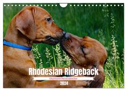 Rhodesian Ridgeback, Charmante Herzensbrecher (Wandkalender 2024 DIN A4 quer), CALVENDO Monatskalender von Behrens,  Dagmar