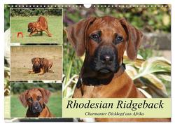 Rhodesian Ridgeback – Charmanter Dickkopf aus Afrika (Wandkalender 2024 DIN A3 quer), CALVENDO Monatskalender von Bodsch,  Birgit