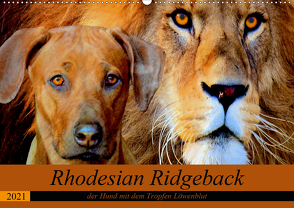 Rhodesian Ridgeback der Hund mit dem Tropfen Löwenblut (Wandkalender 2021 DIN A2 quer) von Behrens,  Dagmar