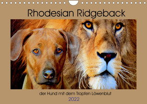 Rhodesian Ridgeback der Hund mit dem Tropfen Löwenblut (Wandkalender 2022 DIN A4 quer) von Behrens,  Dagmar