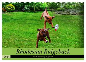 Rhodesian Ridgeback ein Clown auf 4 Pfoten (Wandkalender 2024 DIN A2 quer), CALVENDO Monatskalender von Behrens,  Dagmar
