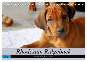 Rhodesian Ridgeback – eine Liebe fürs Leben (Tischkalender 2024 DIN A5 quer), CALVENDO Monatskalender von Behrens,  Dagmar