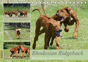 Rhodesian Ridgeback – Halbstarke außer Rand und Band (Tischkalender 2023 DIN A5 quer) von Bodsch,  Birgit