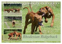 Rhodesian Ridgeback – Halbstarke außer Rand und Band (Tischkalender 2024 DIN A5 quer), CALVENDO Monatskalender von Bodsch,  Birgit