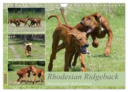 Rhodesian Ridgeback – Halbstarke außer Rand und Band (Wandkalender 2024 DIN A4 quer), CALVENDO Monatskalender von Bodsch,  Birgit