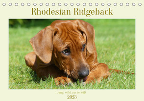 Rhodesian Ridgeback – Jung, wild, zuckersüß (Tischkalender 2023 DIN A5 quer) von Bodsch,  Birgit