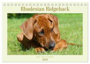 Rhodesian Ridgeback – Jung, wild, zuckersüß (Tischkalender 2024 DIN A5 quer), CALVENDO Monatskalender von Bodsch,  Birgit
