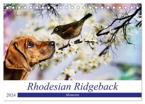 Rhodesian Ridgeback – Moments (Tischkalender 2024 DIN A5 quer), CALVENDO Monatskalender von Behrens,  Dagmar