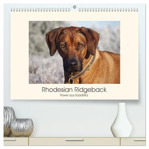 Rhodesian Ridgeback Power aus Südafrika (hochwertiger Premium Wandkalender 2024 DIN A2 quer), Kunstdruck in Hochglanz von Bodsch,  Birgit