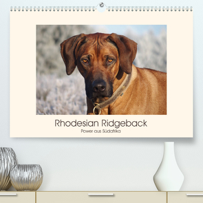Rhodesian Ridgeback Power aus Südafrika (Premium, hochwertiger DIN A2 Wandkalender 2023, Kunstdruck in Hochglanz) von Bodsch,  Birgit