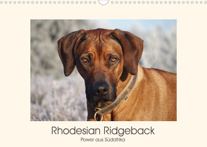 Rhodesian Ridgeback Power aus Südafrika (Wandkalender 2023 DIN A3 quer) von Bodsch,  Birgit
