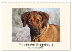 Rhodesian Ridgeback Power aus Südafrika (Wandkalender 2024 DIN A3 quer), CALVENDO Monatskalender von Bodsch,  Birgit