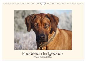 Rhodesian Ridgeback Power aus Südafrika (Wandkalender 2024 DIN A4 quer), CALVENDO Monatskalender von Bodsch,  Birgit