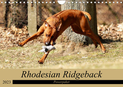 Rhodesian Ridgeback Powerpaket (Wandkalender 2023 DIN A4 quer) von Behrens,  Dagmar
