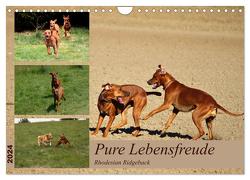 Rhodesian Ridgeback, Pure Lebensfreude (Wandkalender 2024 DIN A4 quer), CALVENDO Monatskalender von Behrens,  Dagmar