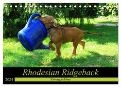 Rhodesian Ridgeback – Schnappschüsse – (Tischkalender 2024 DIN A5 quer), CALVENDO Monatskalender von Behrens,  Dagmar